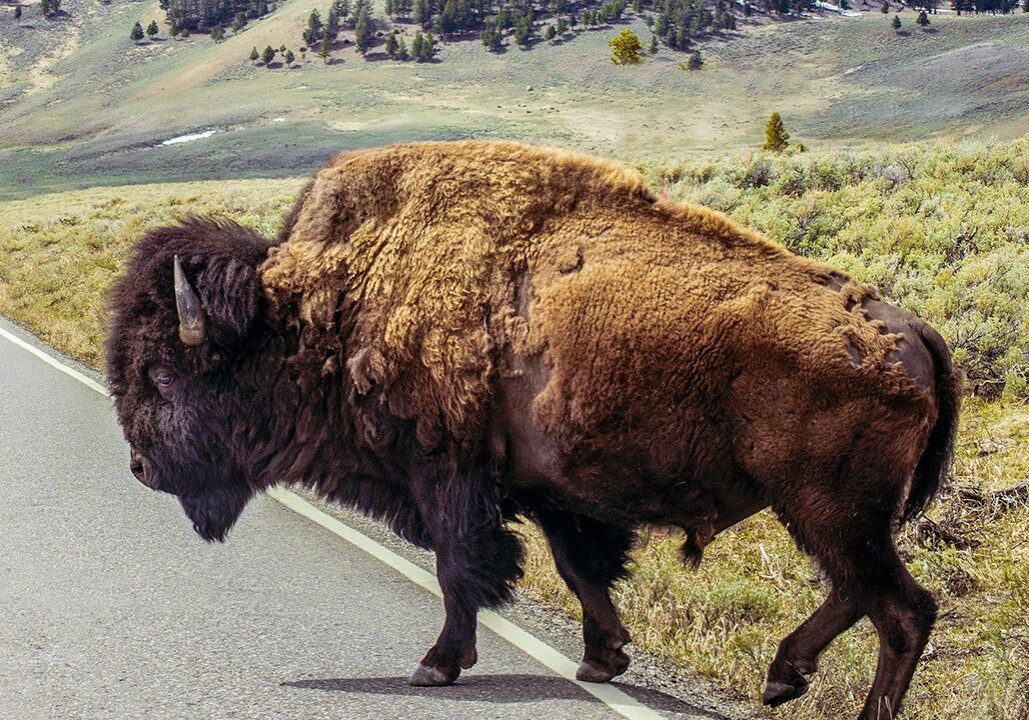 Yellowstone Bison That Attacked Grandfather Will Not Be Euthanized